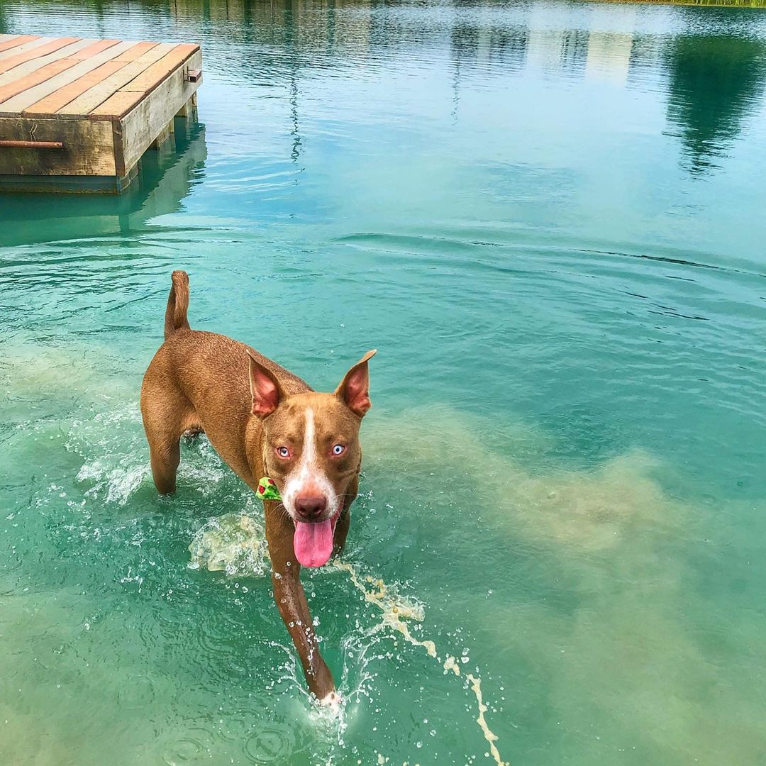 dog walking in lake water