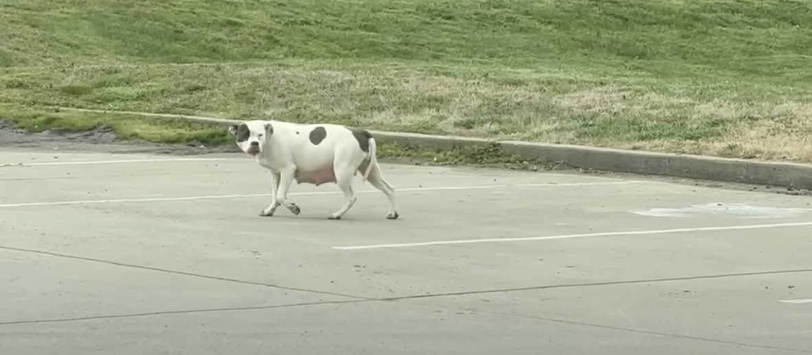 dog walking in parking lot
