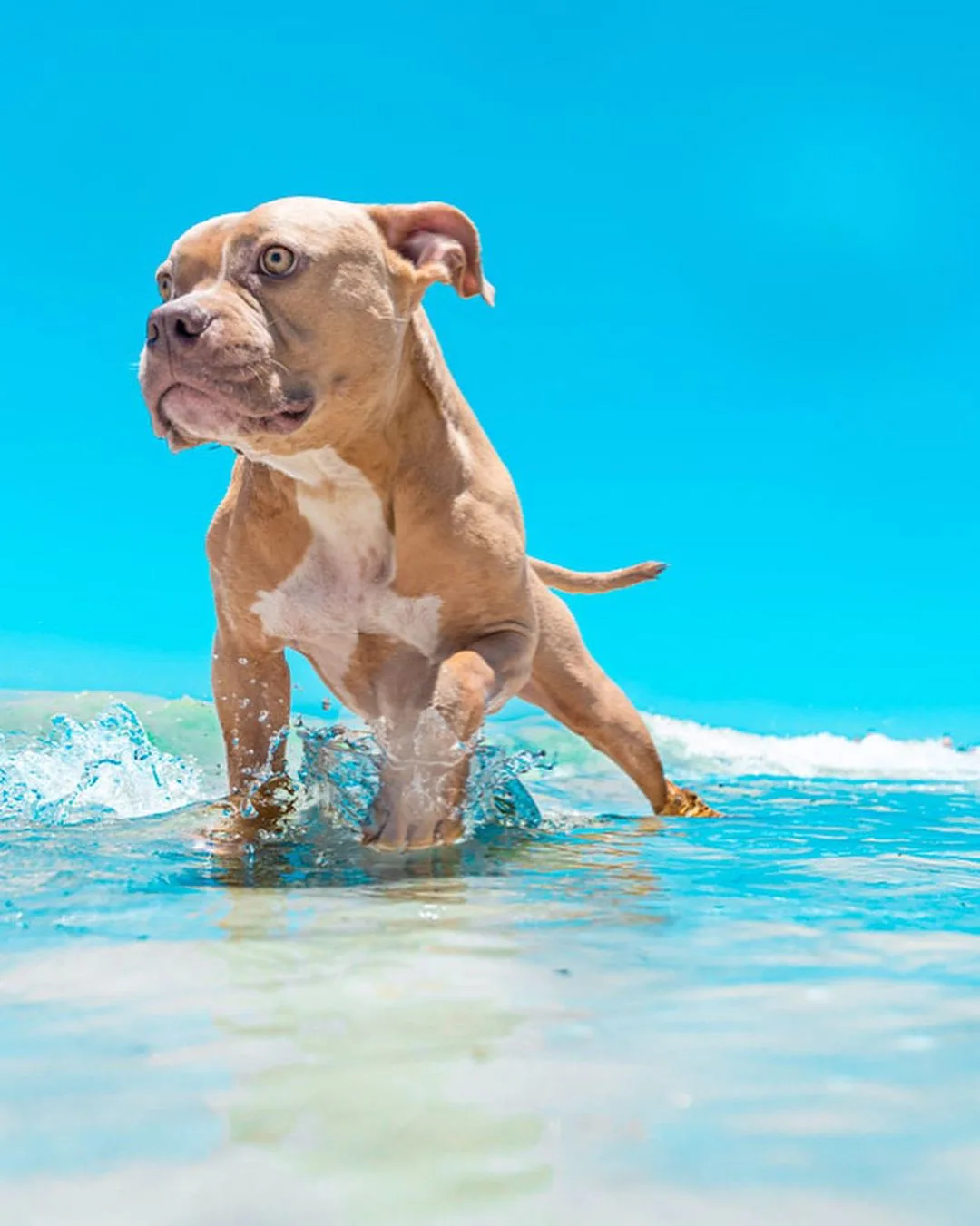perro paseando en el agua