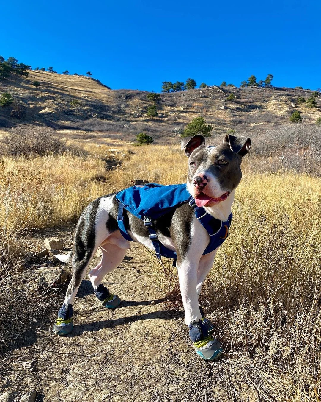 dog wearing a harness in nature