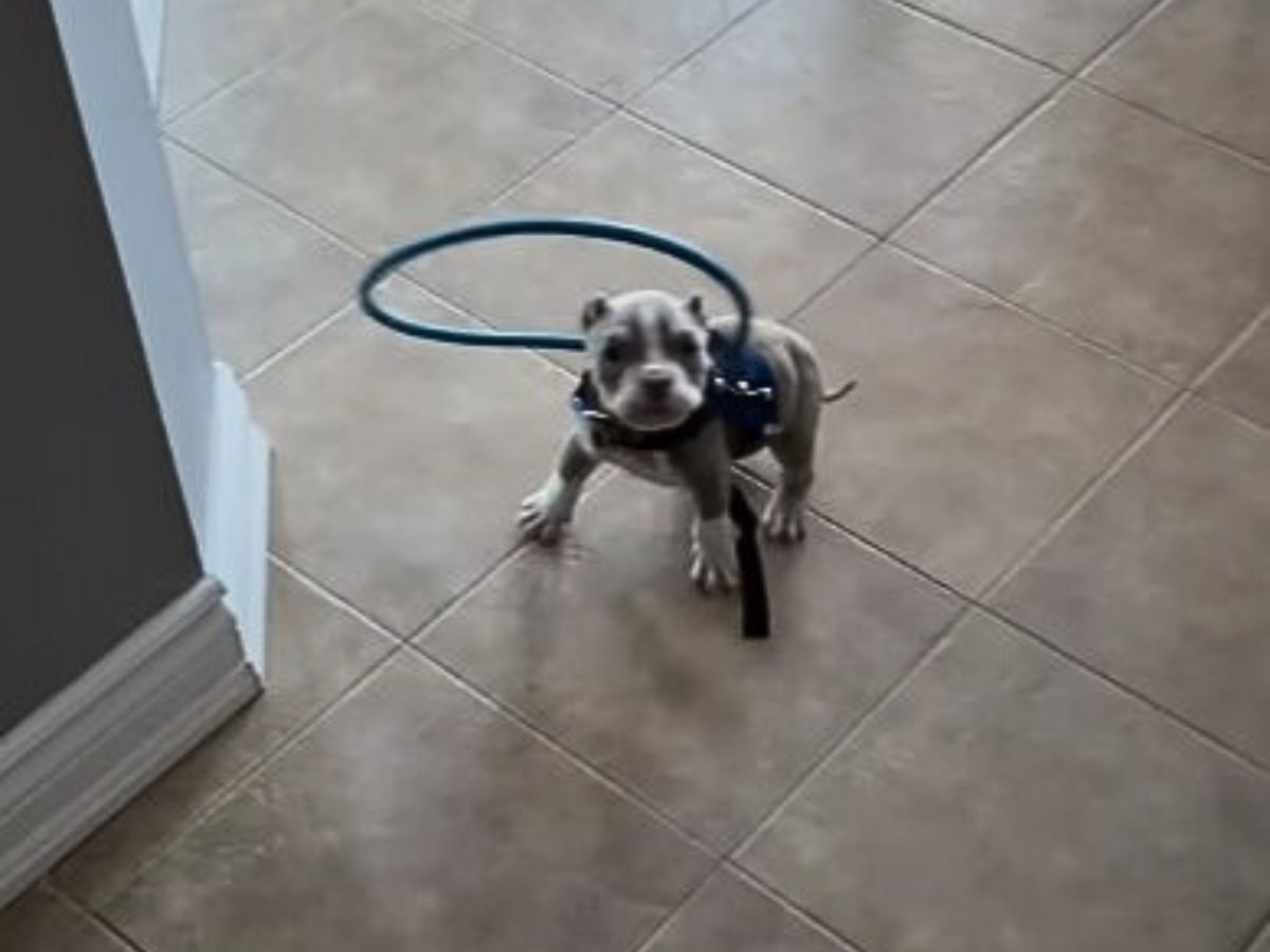 dog wearing a hoola hoop