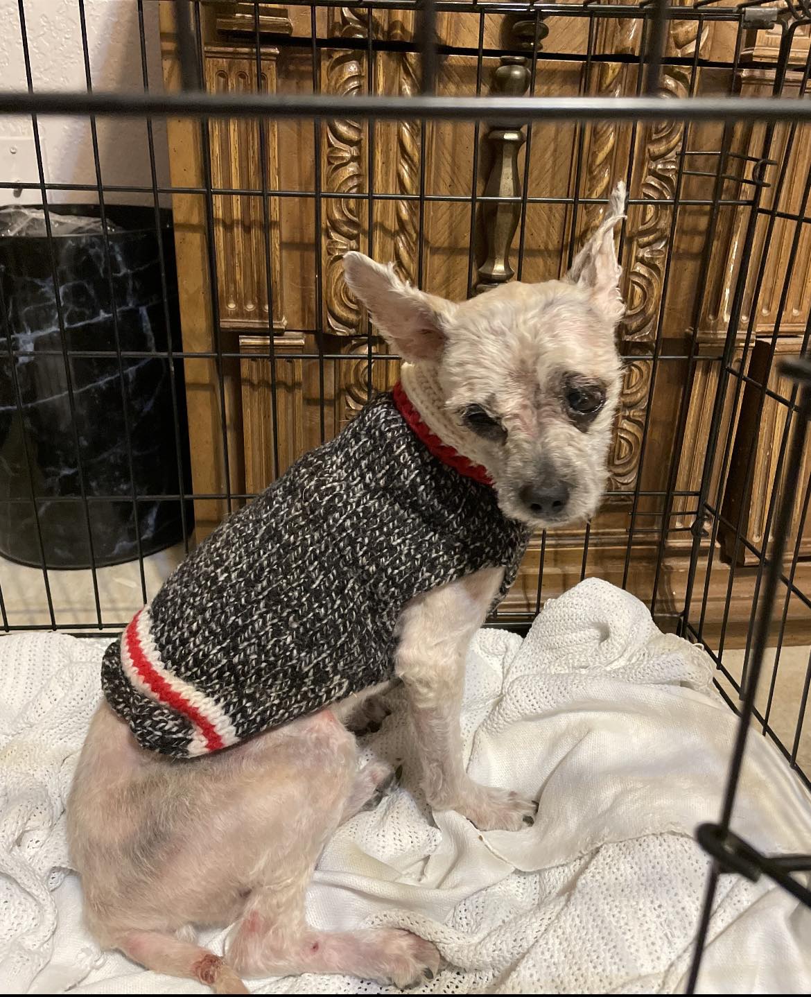 dog wearing a sweater in a kennel