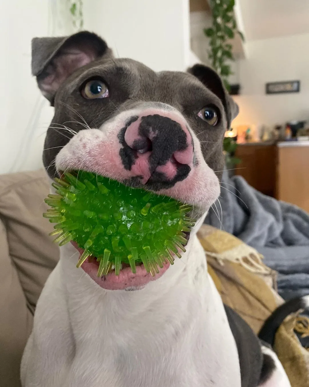 dog with a green ball in his mouth