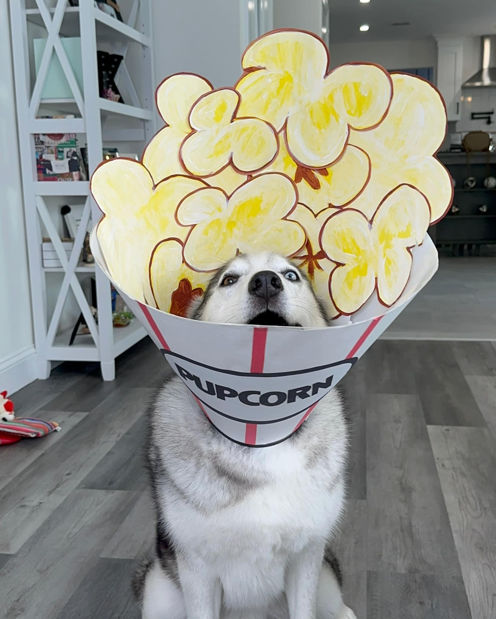 dog with cosplay of popcorn