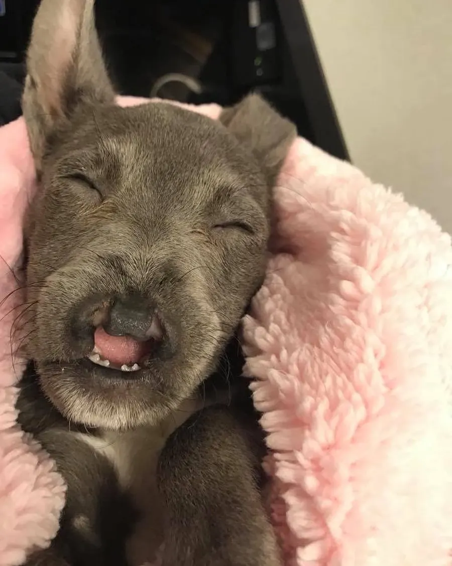 dog with deformed face