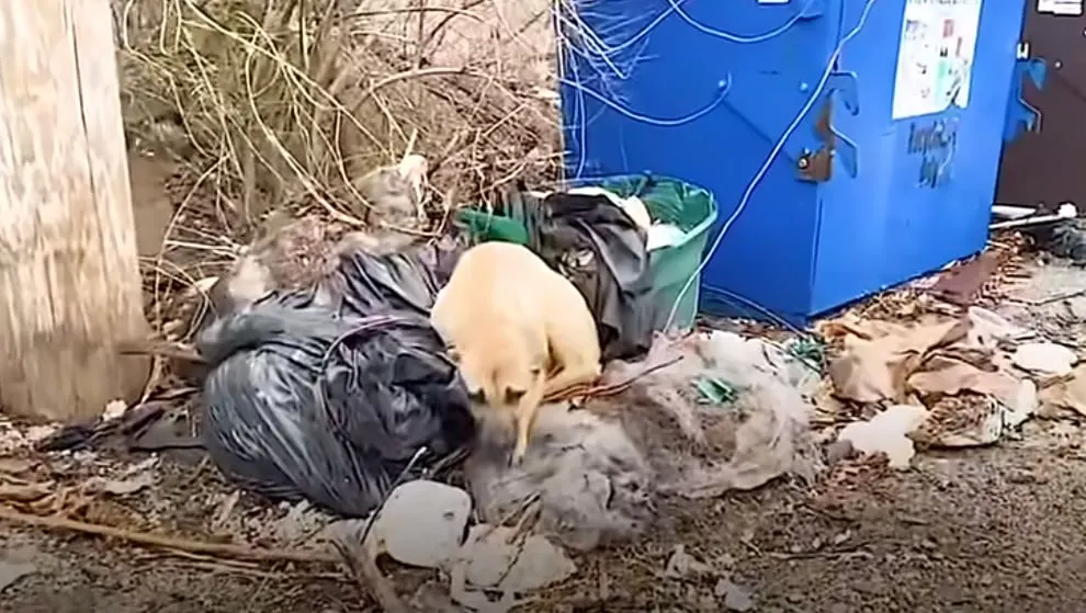 dog with garbage outdoor
