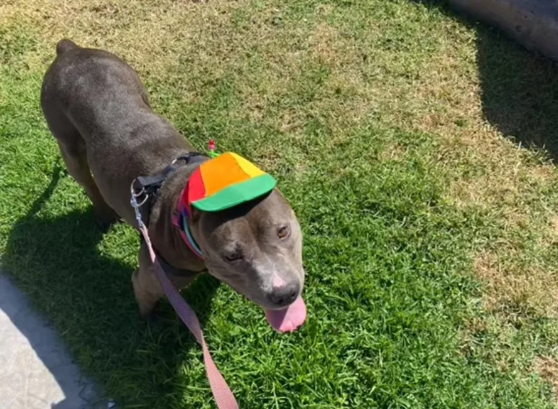 dog with hat walking on the grass