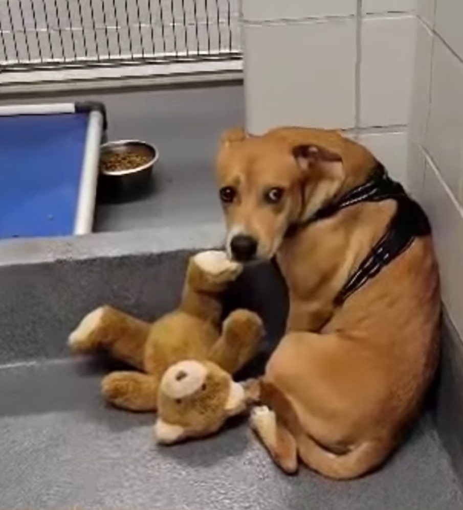 dog with teddy bear