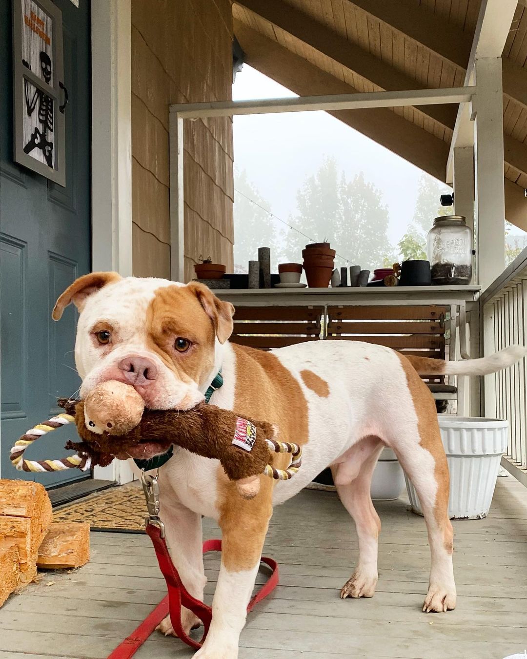 dog with toy in his mouth on porch