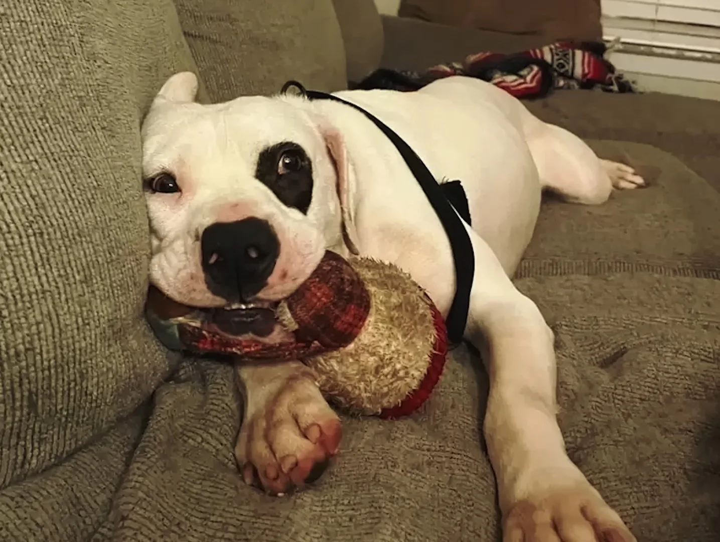 dog with toy on the couch