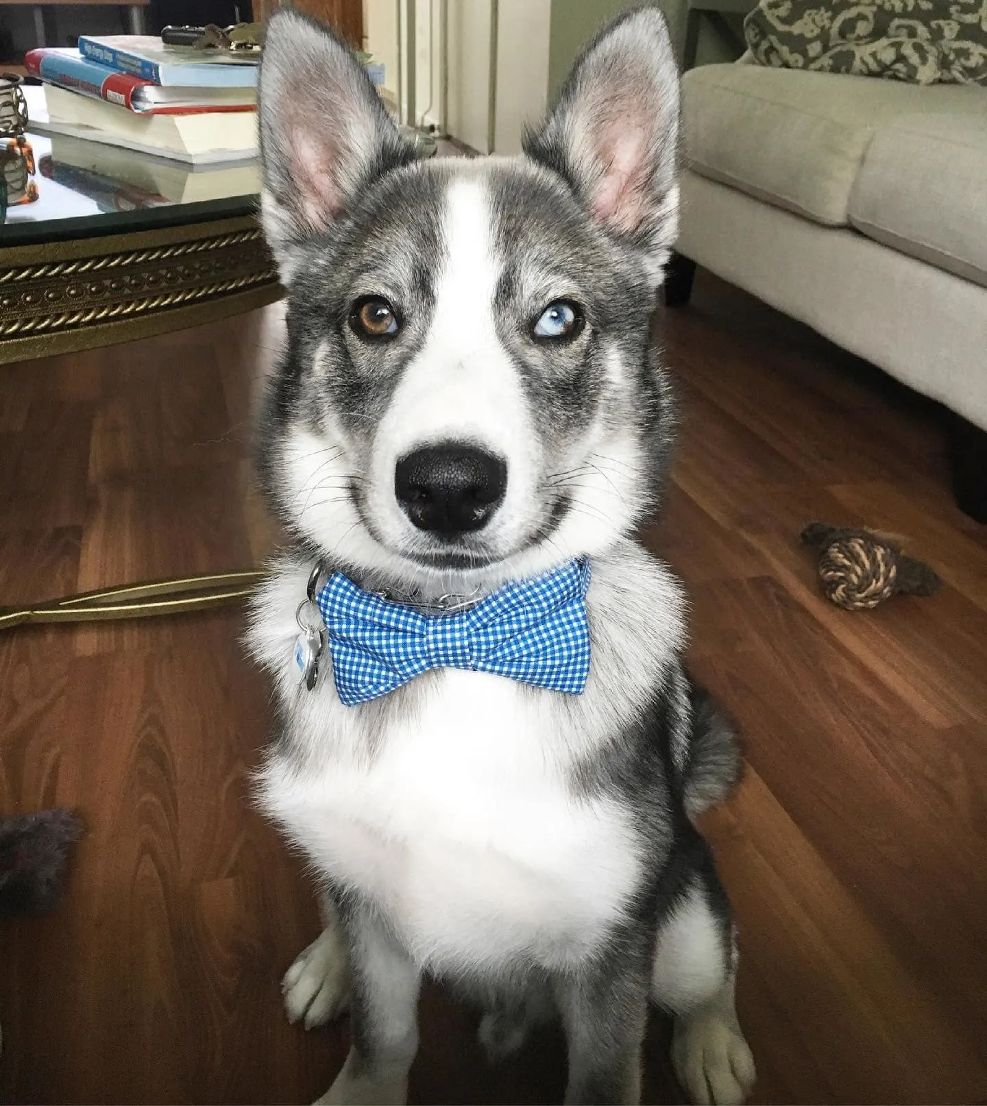 dog with two different eyelids
