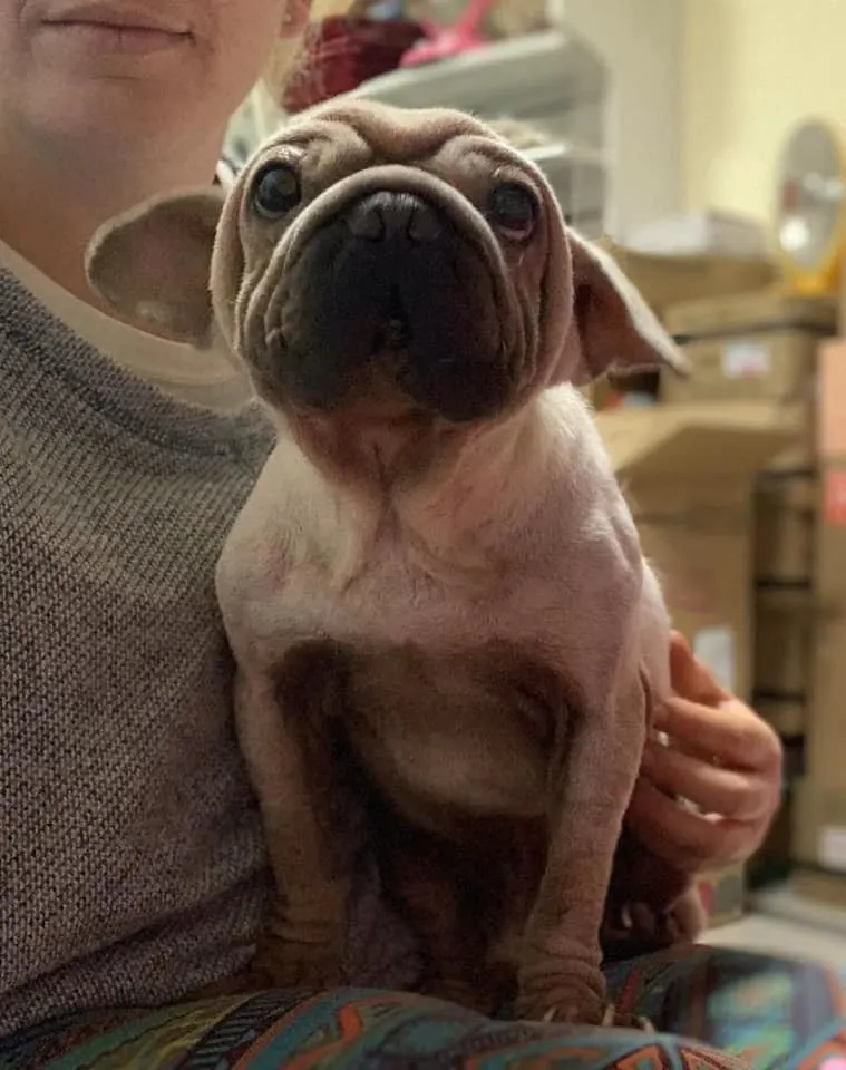 dog with yoda ears