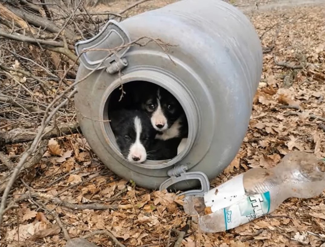 dogs in the barrel