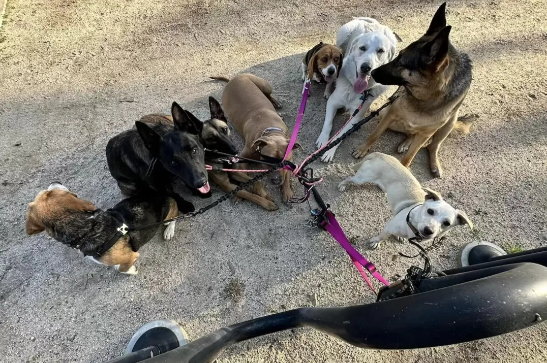 eight dogs tied to a leash on the fence