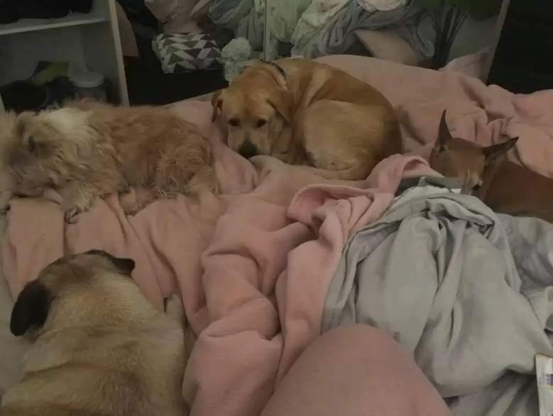 few dogs sleeping on a bed