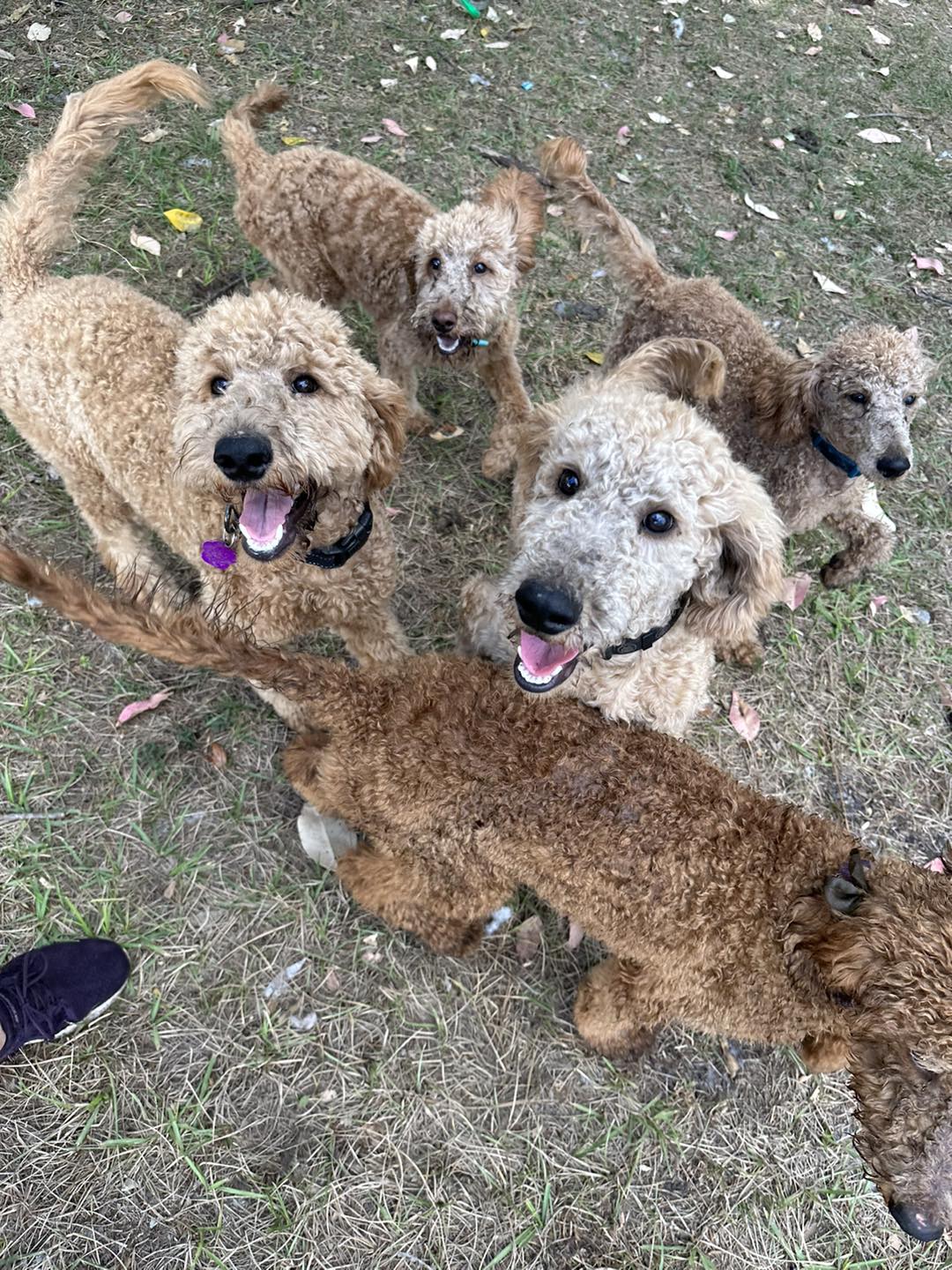 five happy dogs