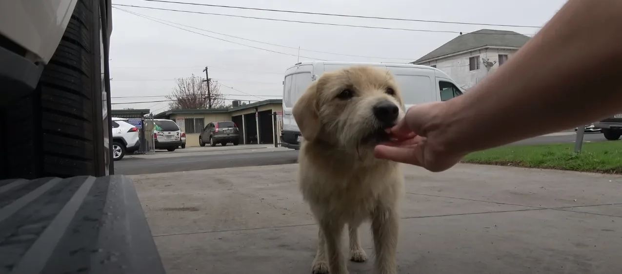 guy feeding a dog
