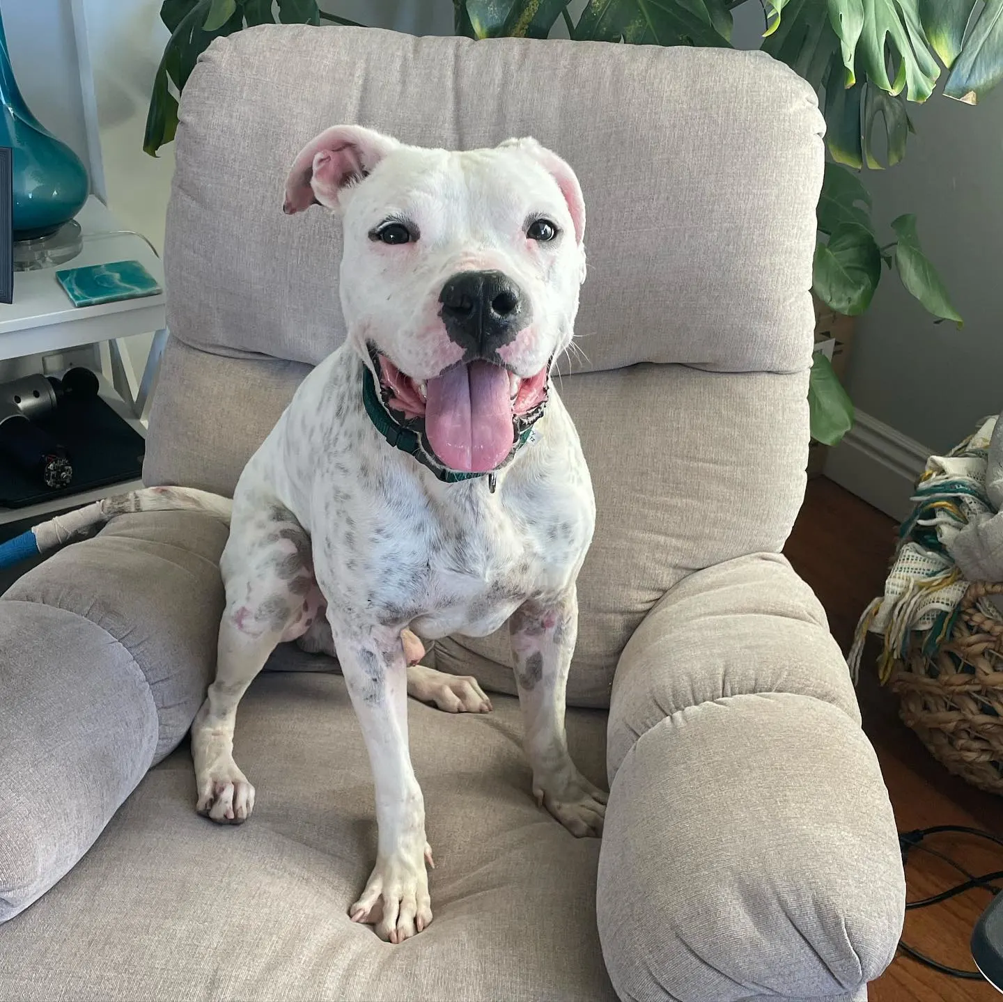happy dog sitting on a sofa