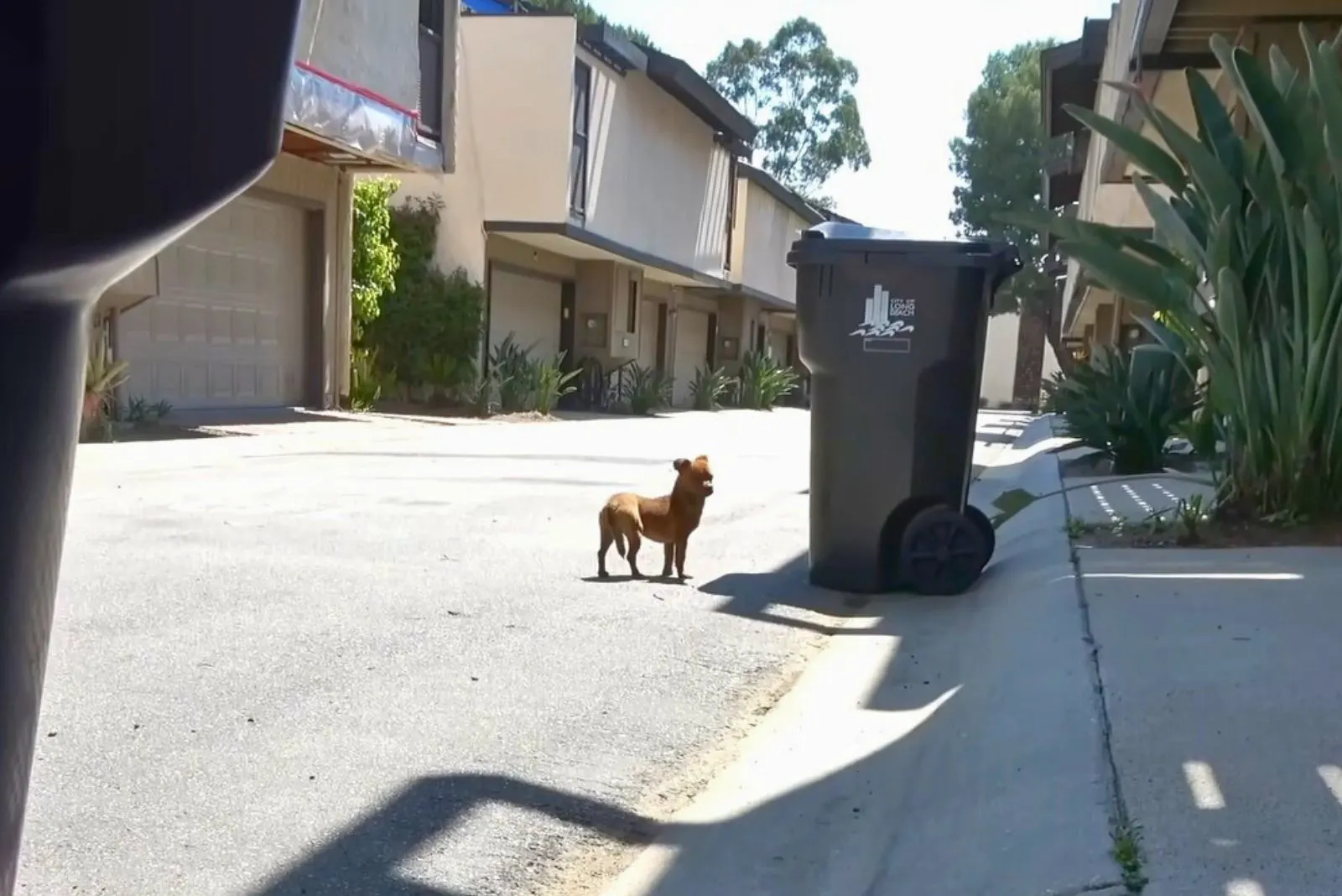 homeless dog in the street