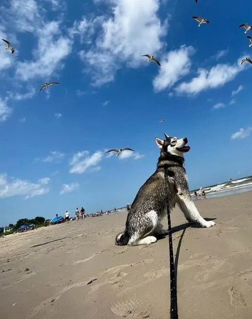 husky enjoys the beach