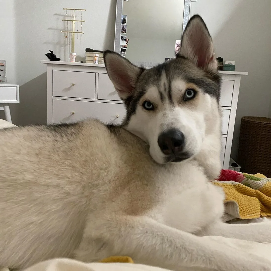 husky lying on bed