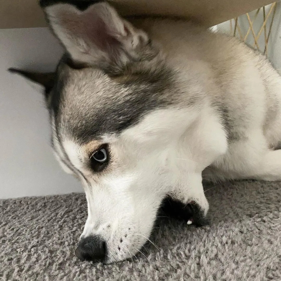 husky lying on carpet