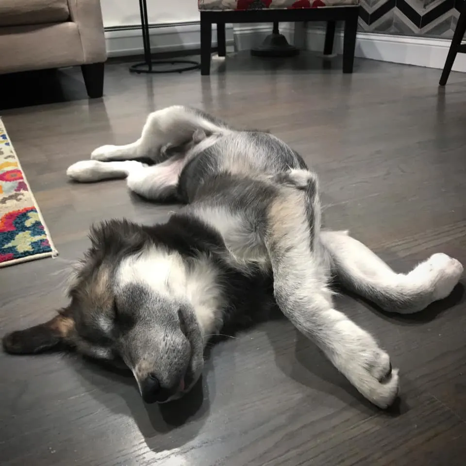 husky sleeping on a floor
