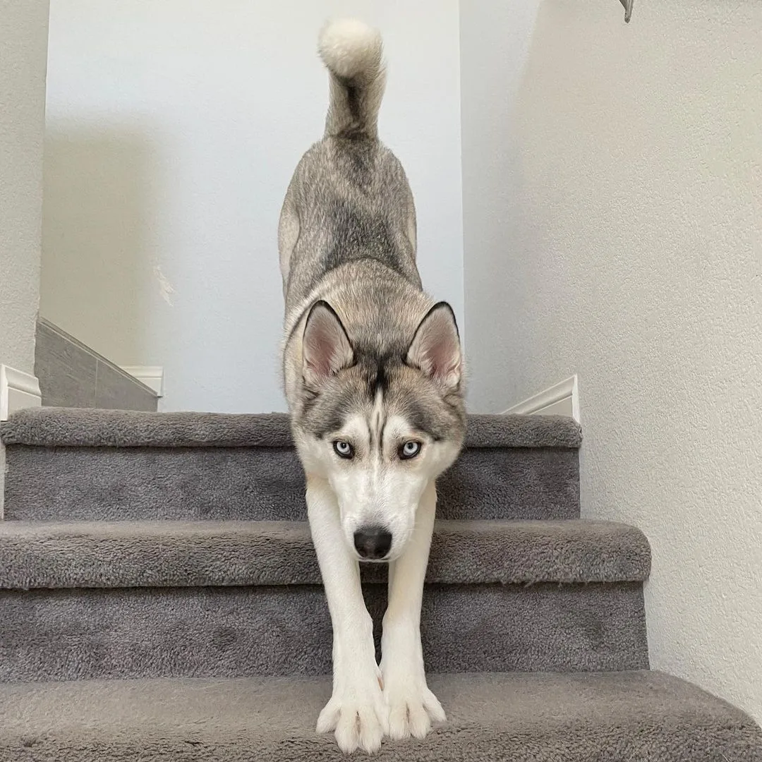 husky stretching on stairs
