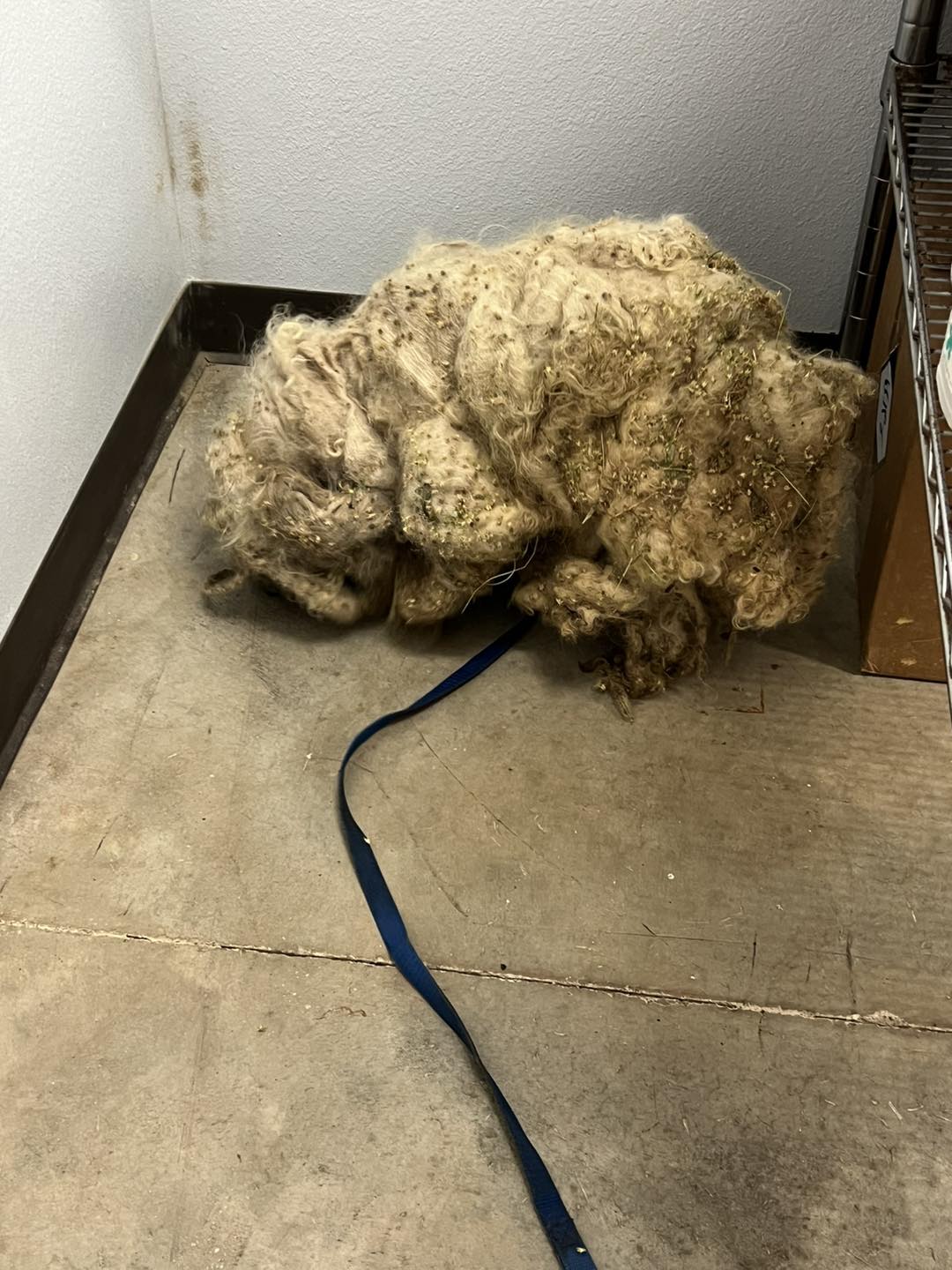 matted dog in a very bad condition