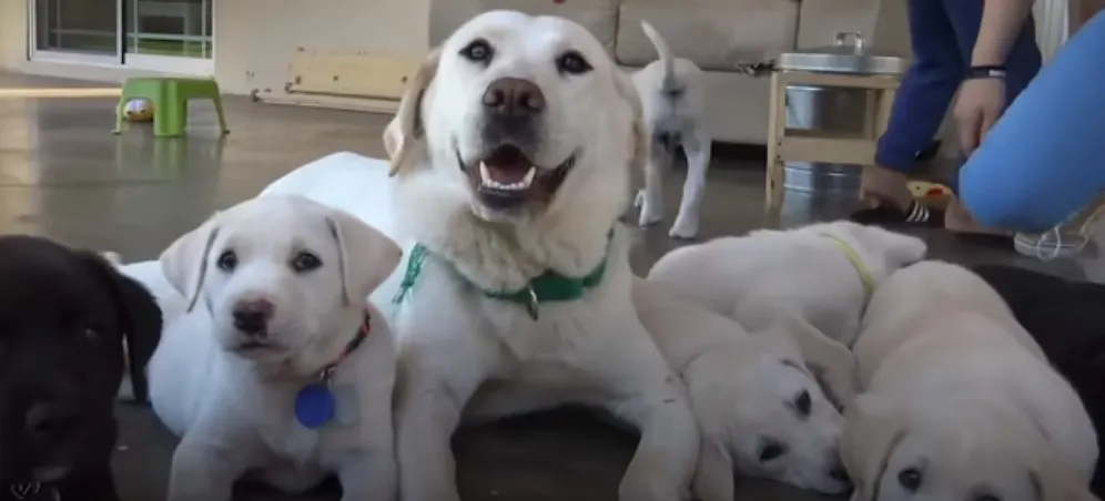 mother dog and its pupps
