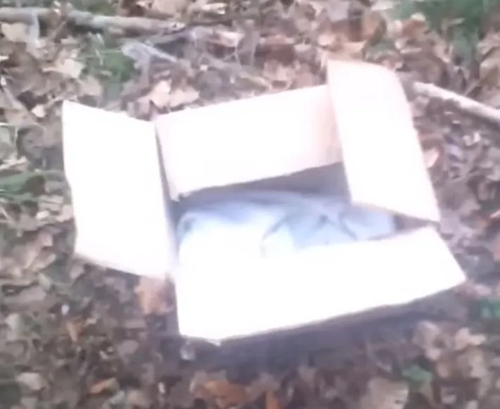 open box in the forest