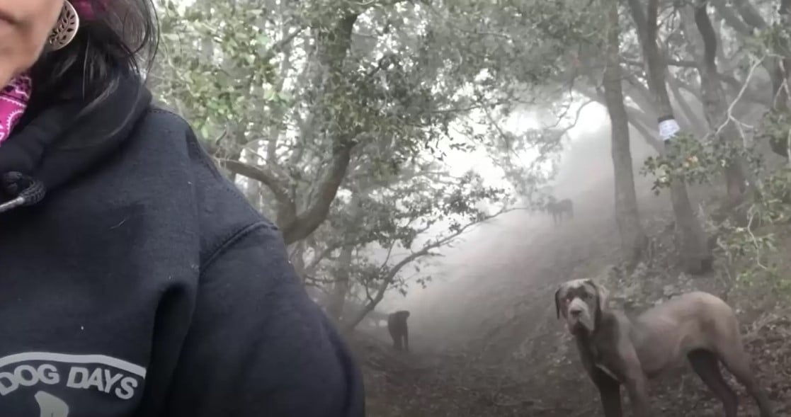 owner and two dogs in a forest