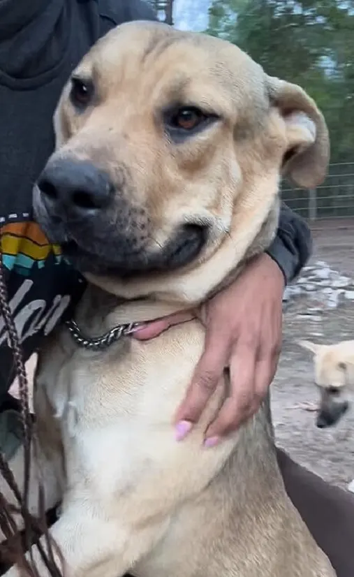 owner hugging its dog