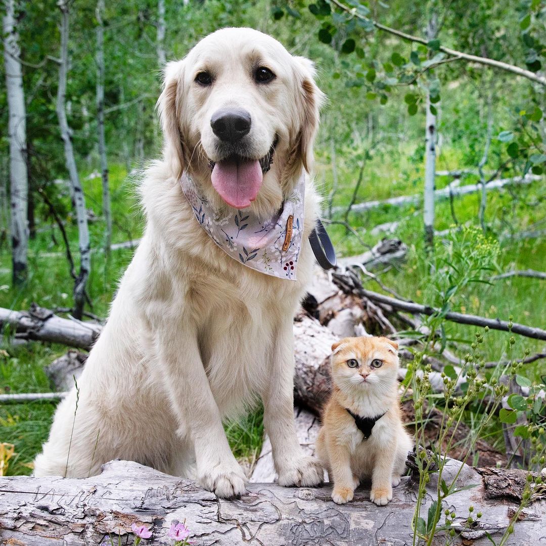 photo of a dog and cat in the woods