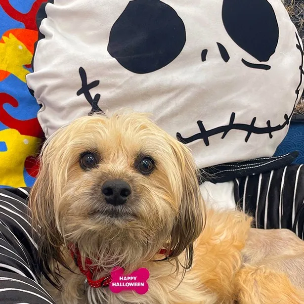 foto de un perro y una almohada de esqueleto