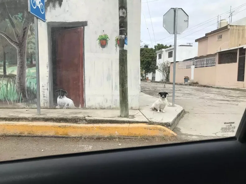 photo of a dog on the sidewalk