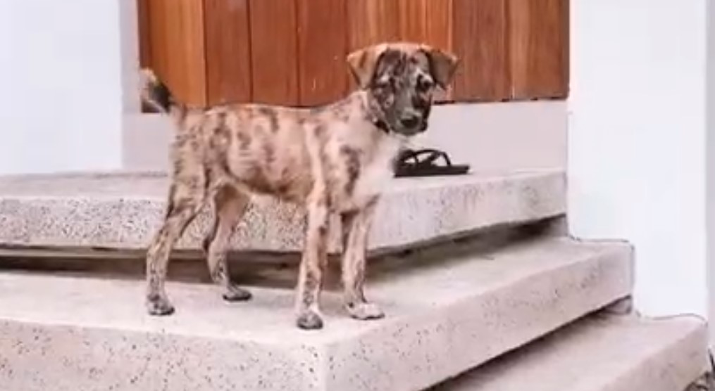 photo of a dog on top of stairs