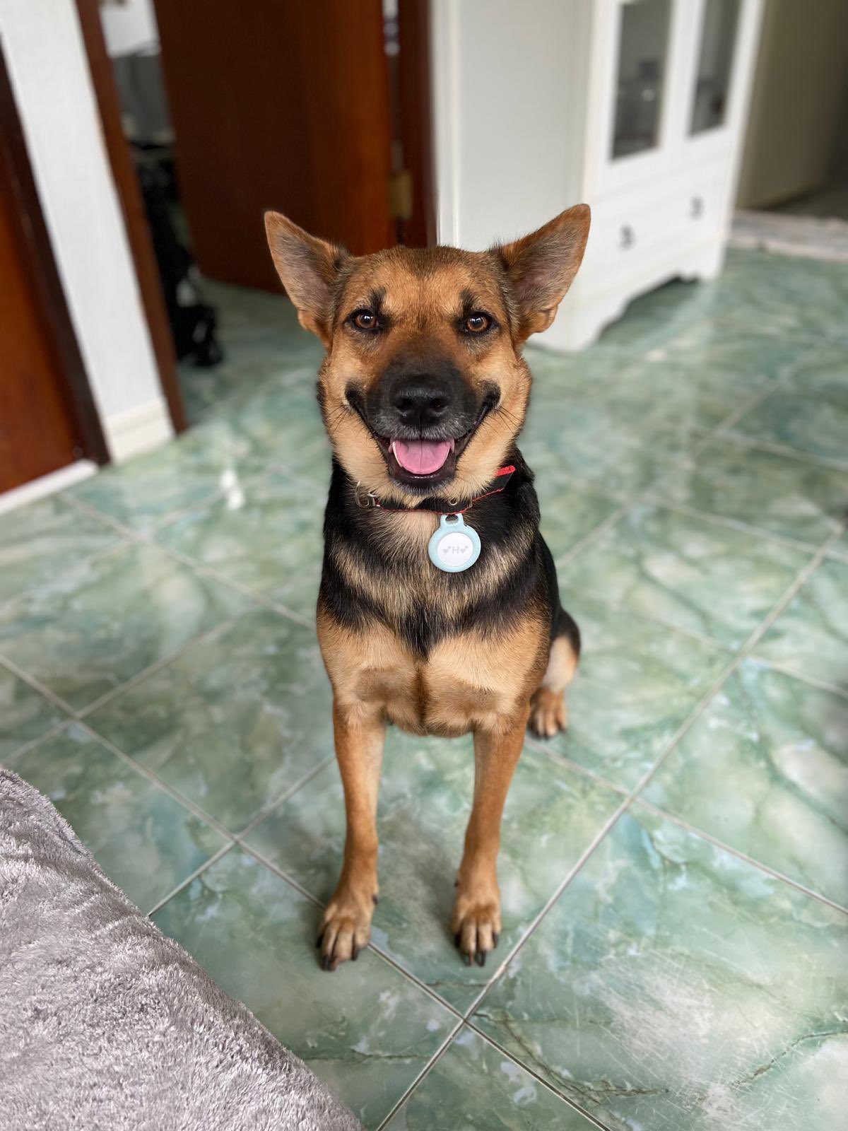 photo of a dog sitting