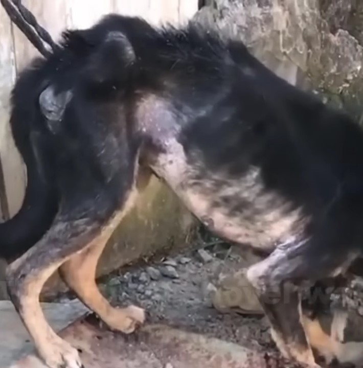 photo of a malnourished dog