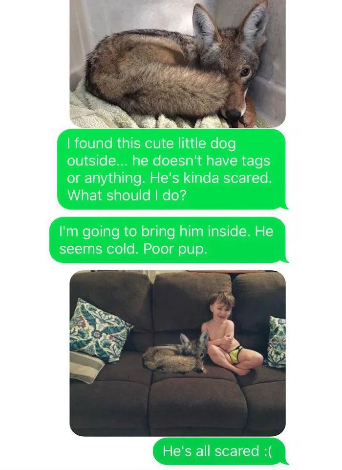 photo of coyote and text messages