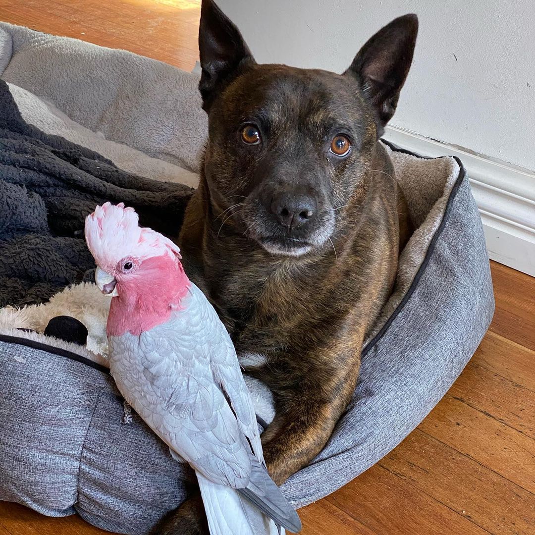 photo of dog and parrot