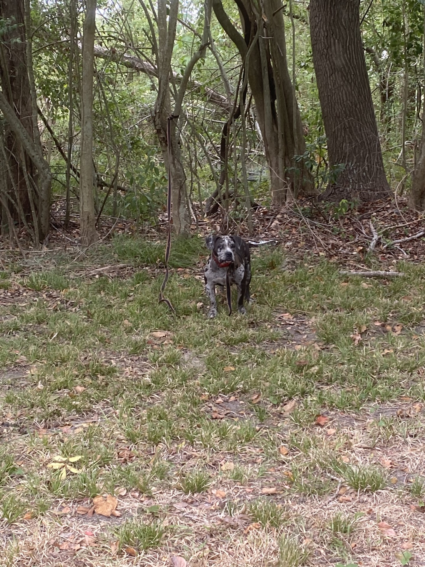 photo of dog tied up in the woods