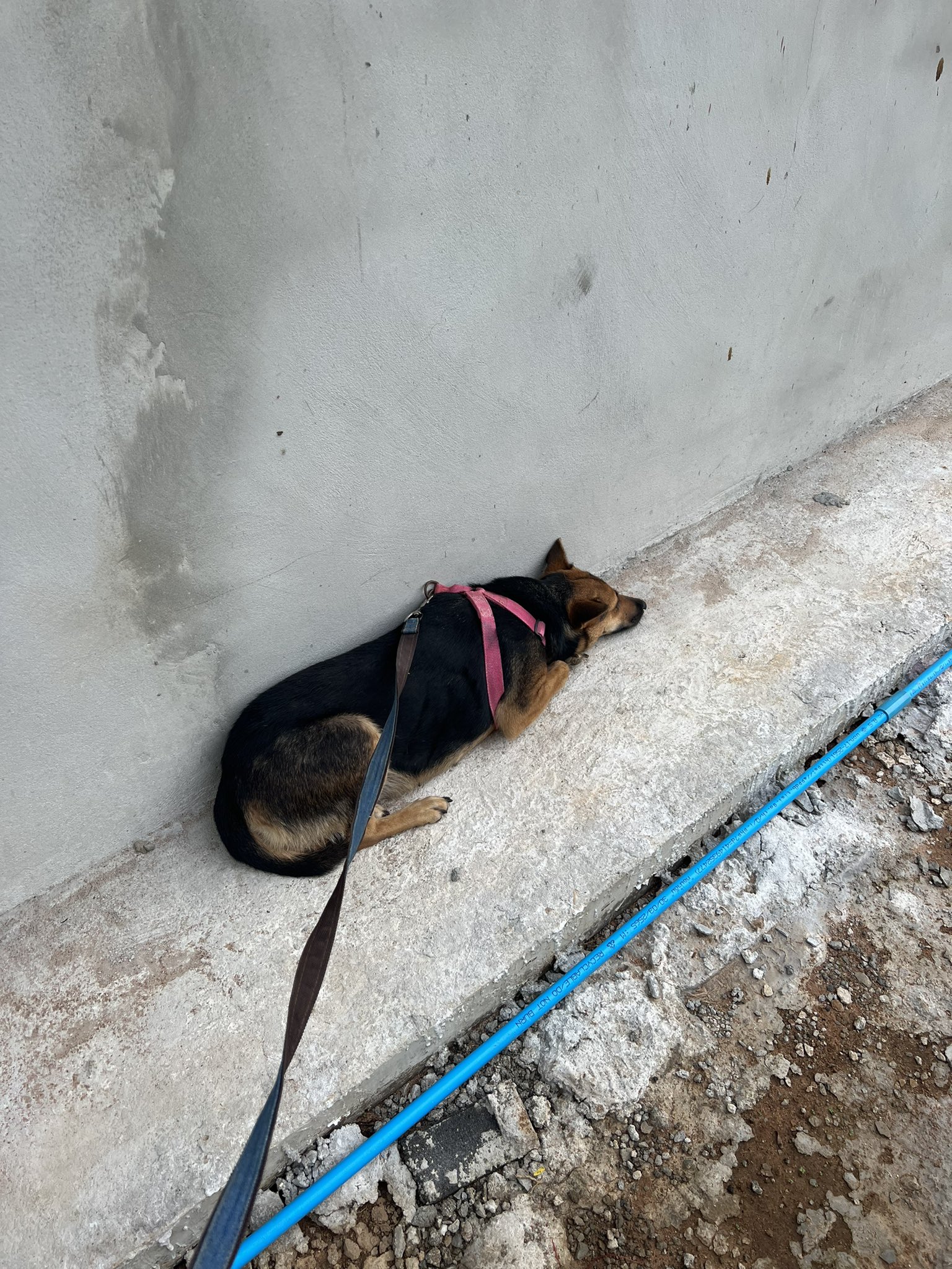photo of injured dog lying on concrete