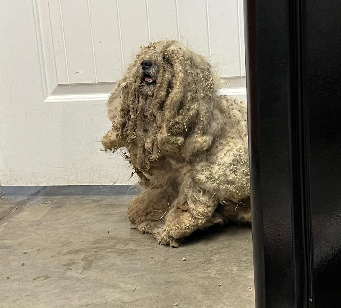 photo of matted dog