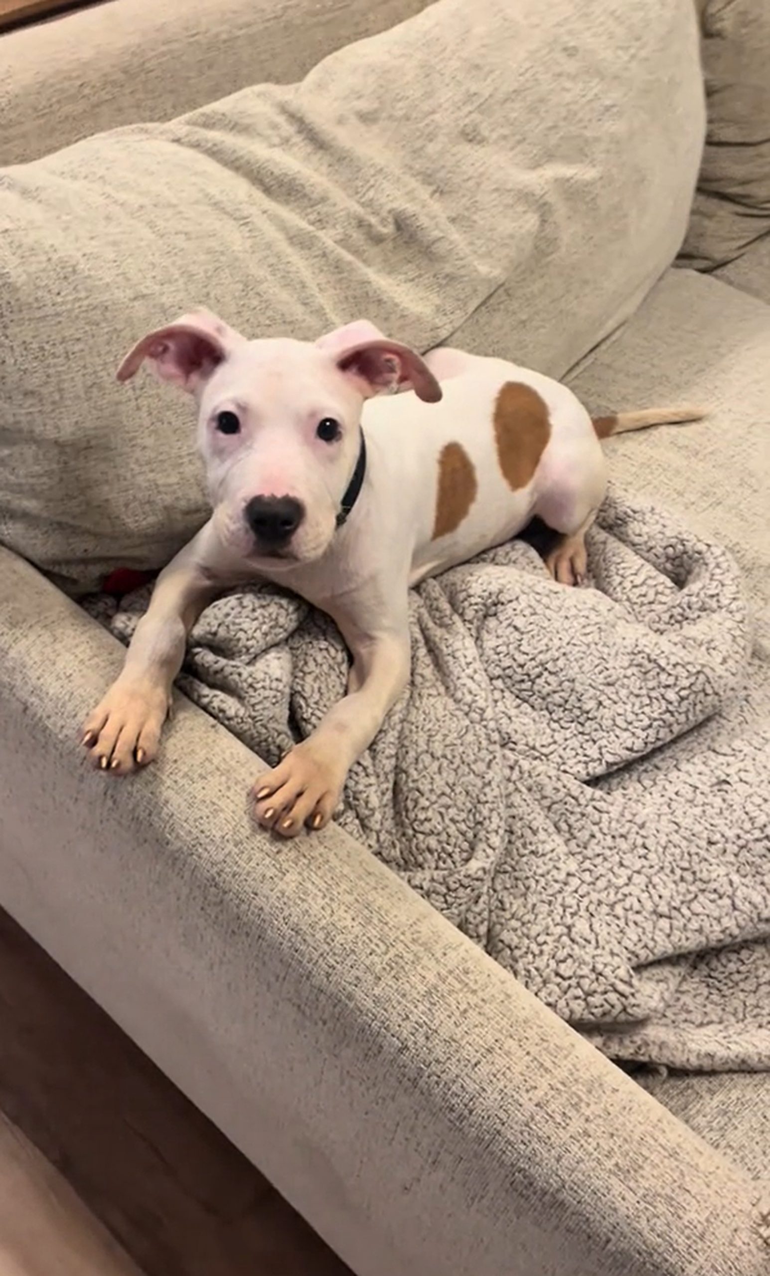 photo of puppy on a couch