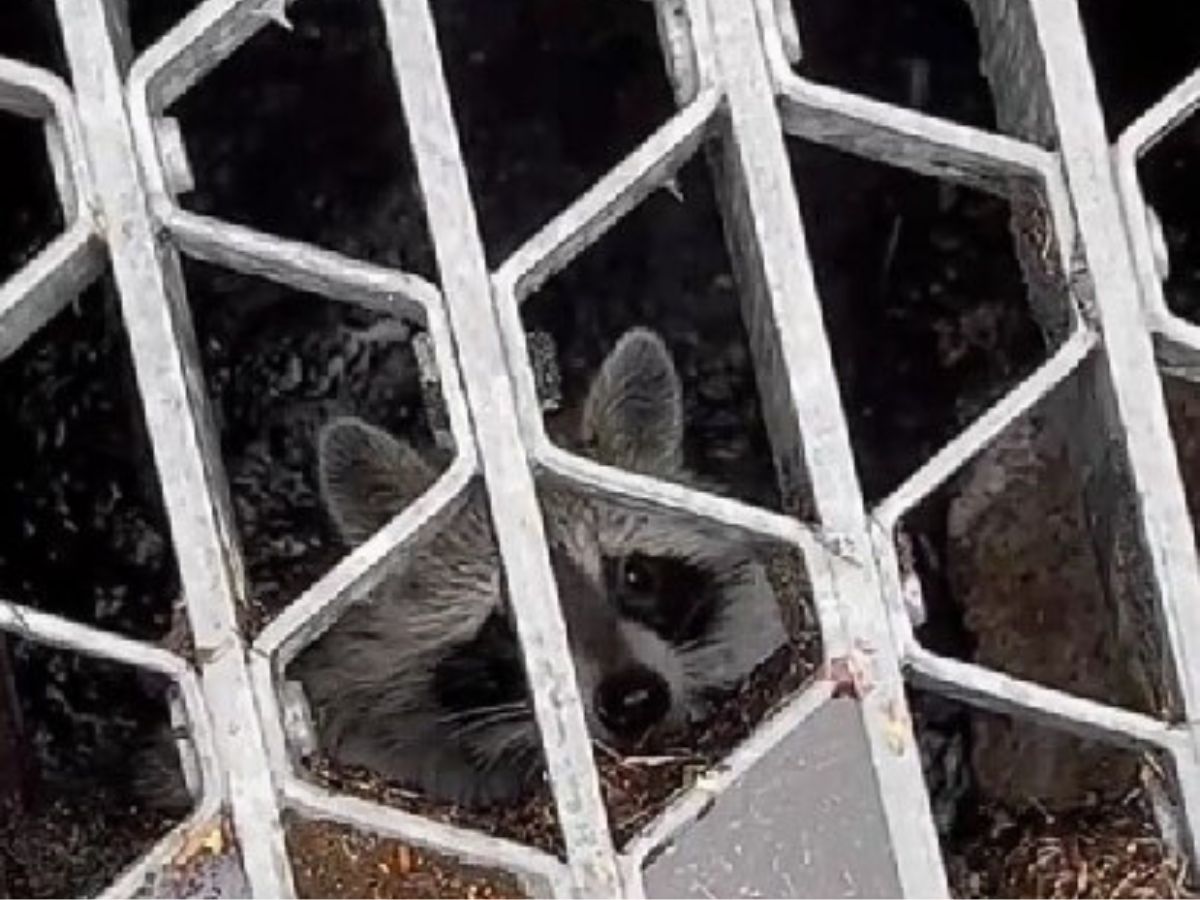 photo of raccoon behind metal fence