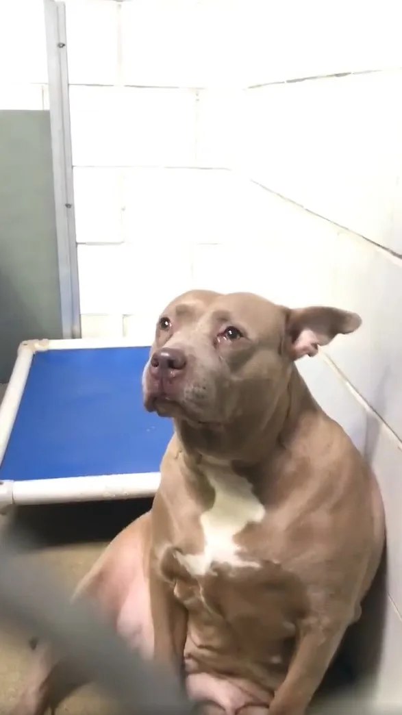 photo of sad pitbull at shelter