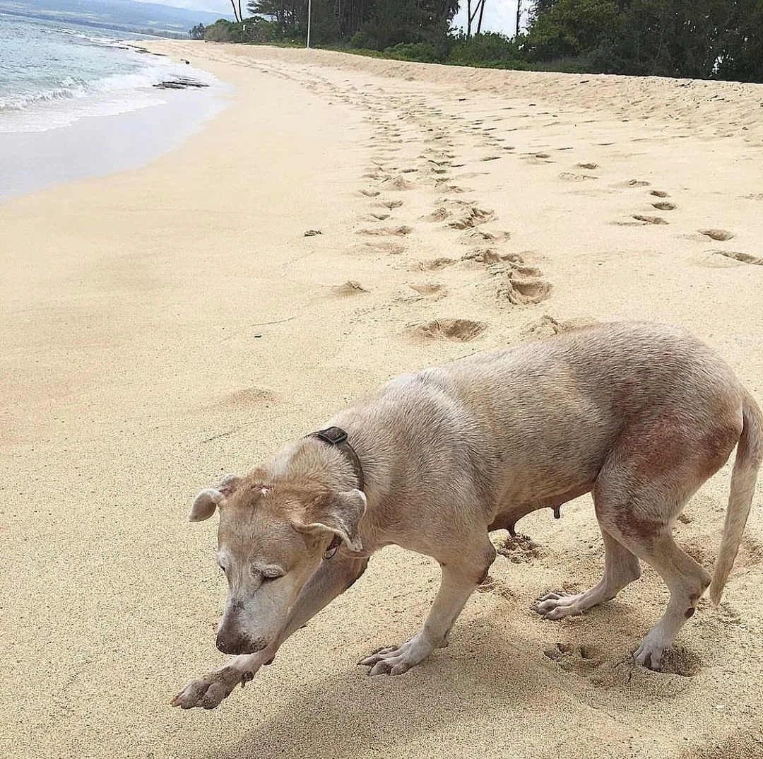 photo of senior dog at the beach