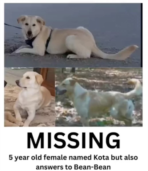 pictures of dog missing
