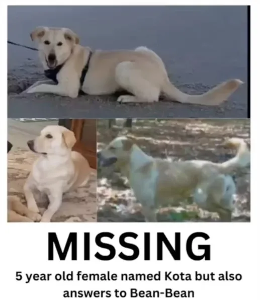 pictures of dog missing